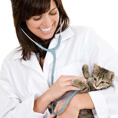 Veterinarian using a stethoscope on a kitten